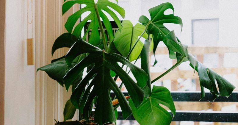 Pexels/Mathias Reding